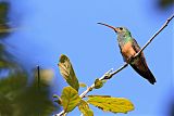 Buff-bellied Hummingbird